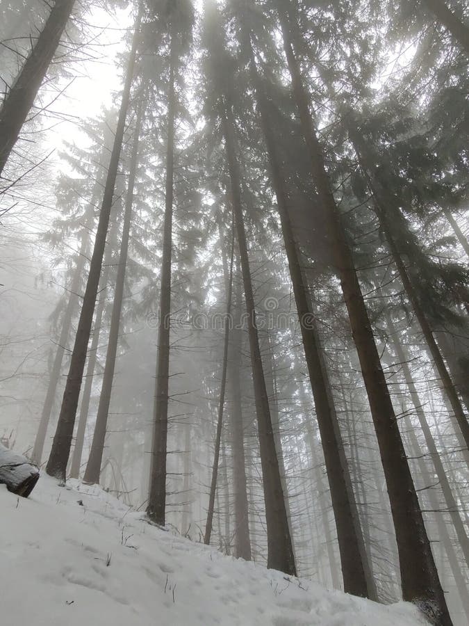 Mist in the forest. Sunrays behind the trees.