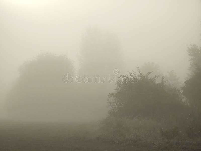 Mist in the forest. Sunrays behind the trees.