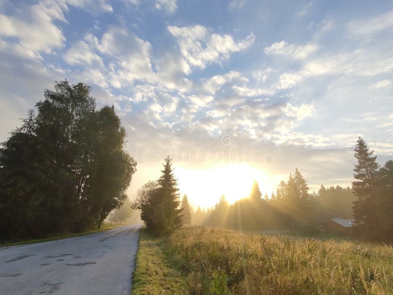 Mist in the forest. Sunrays behind the trees.