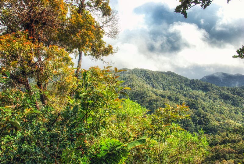 Rainforest in Masoala National Park, Madagascar Stock Photo - Image of ...