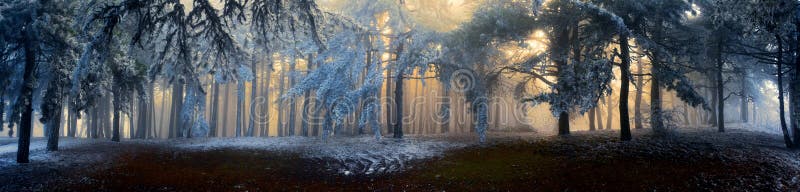 Mist in het bos stock afbeelding Mist in het bos stock afbeelding