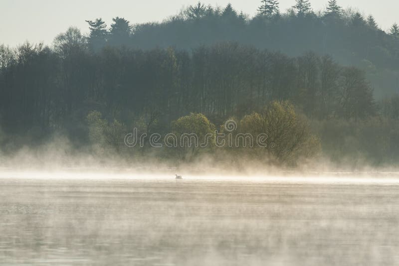 Mist op een meer met een witte zwaan op het water royalty-vrije stock afbeeldingen Mist op een meer met een witte zwaan op het water royalty-vrije stock afbeeldingen