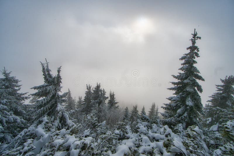 Mlha nad zakrslými borovicemi pod vrcholem Salatin v Nízkých Tatrách v zimě