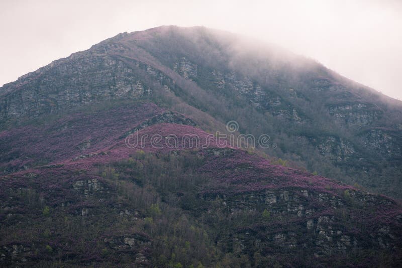 Mist rises on Mount Oribio revealing the purple slopes of flowering heather. in Triacastela Lugo Galicia. Oribio range stock images, royalty-free photos and pictures