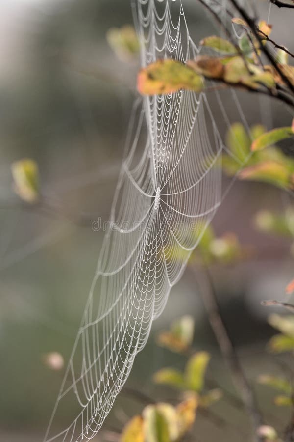 A pavučina s hmly a oparu lipnutia na zobraziť presah spider stanovila svoju korisť.