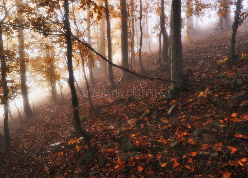 Mistige bos van de de herfst het bosfee stock afbeeldingen