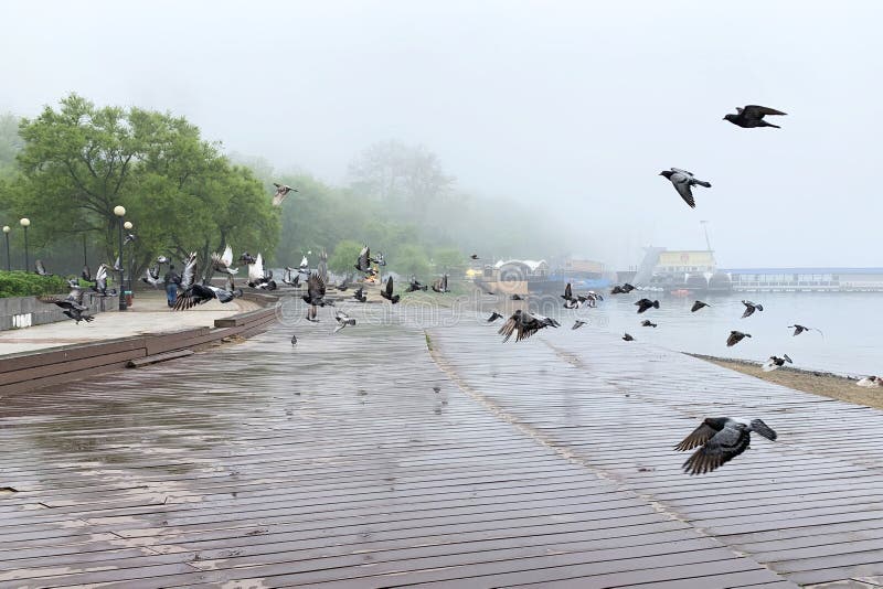 Mistige ochtend op Sportivnaya-de dijk van promenadesporten in de lente in Vladivostok stock fotografie Mistige ochtend op Sportivnaya-de dijk van promenadesporten in de lente in Vladivostok stock fotografie
