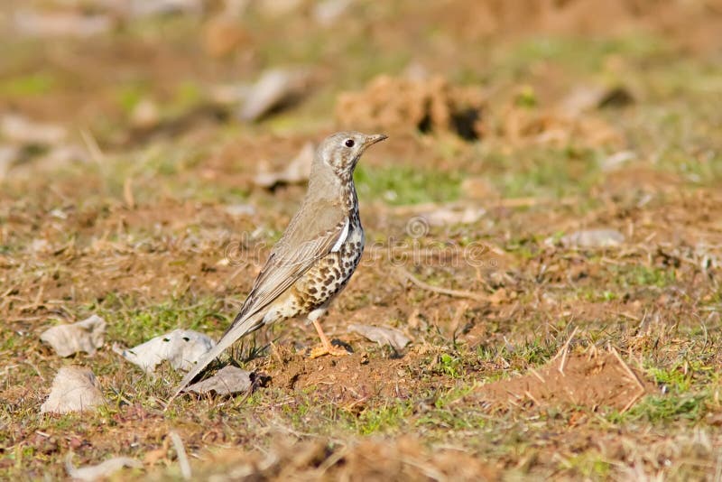 Mistle Thrush stock image. Image of thrush, feather, birds - 23841247