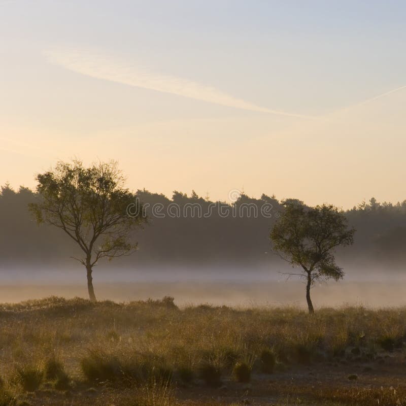 mistmorgon arkivfoton mistmorgon arkivfoton