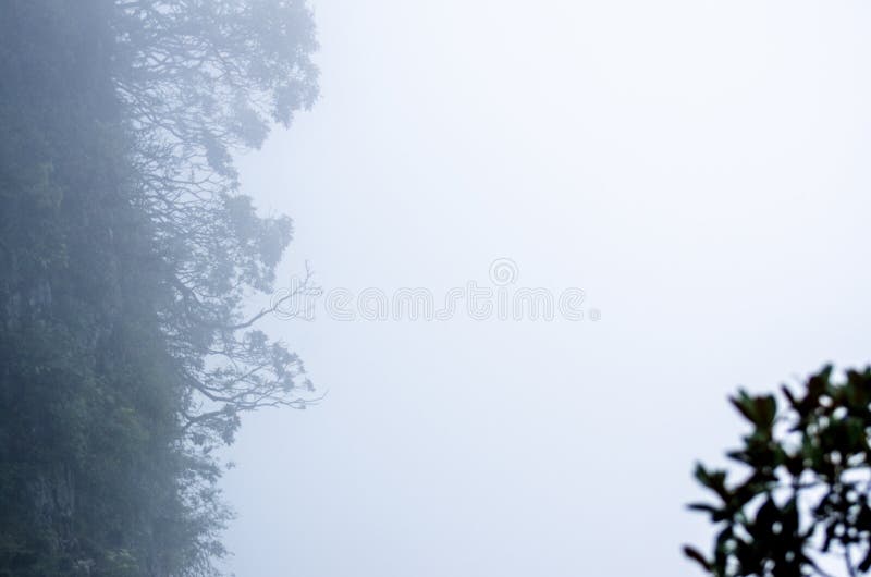 Mistpijnboom in Huangshan-Berg royalty-vrije stock afbeeldingen Mistpijnboom in Huangshan-Berg royalty-vrije stock afbeeldingen