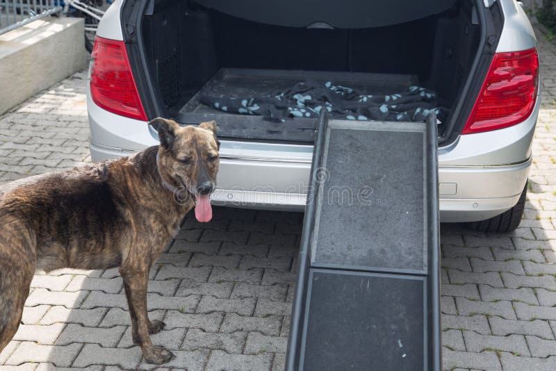 Mistura alemão do sheperd, exercício do cão a obter no carro com a rampa do carro
