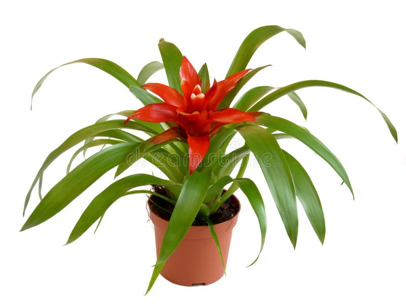 Mistura Da Flor Do Bromelia Do Quarto Imagem de Stock - Imagem de flor,  verde: 16837291