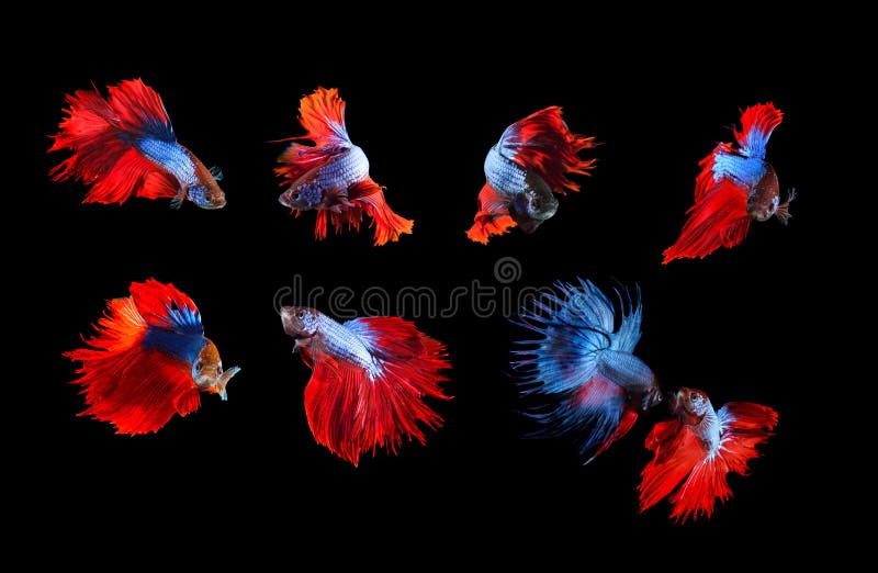 Misturado do unde completo de combate siamese azul e vermelho do corpo do betta dos peixes fotos de stock Misturado do unde completo de combate siamese azul e vermelho do corpo do betta dos peixes fotos de stock
