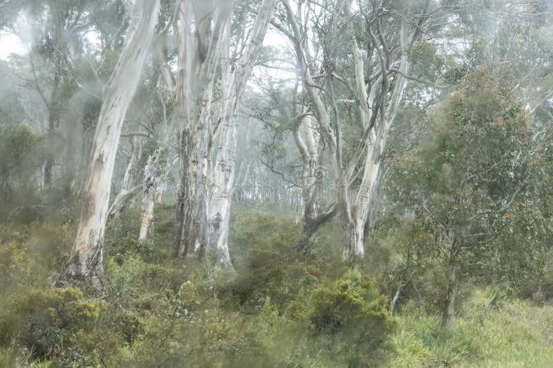 Australian Bush Landscape — Stock Photo © tanyapuntti 