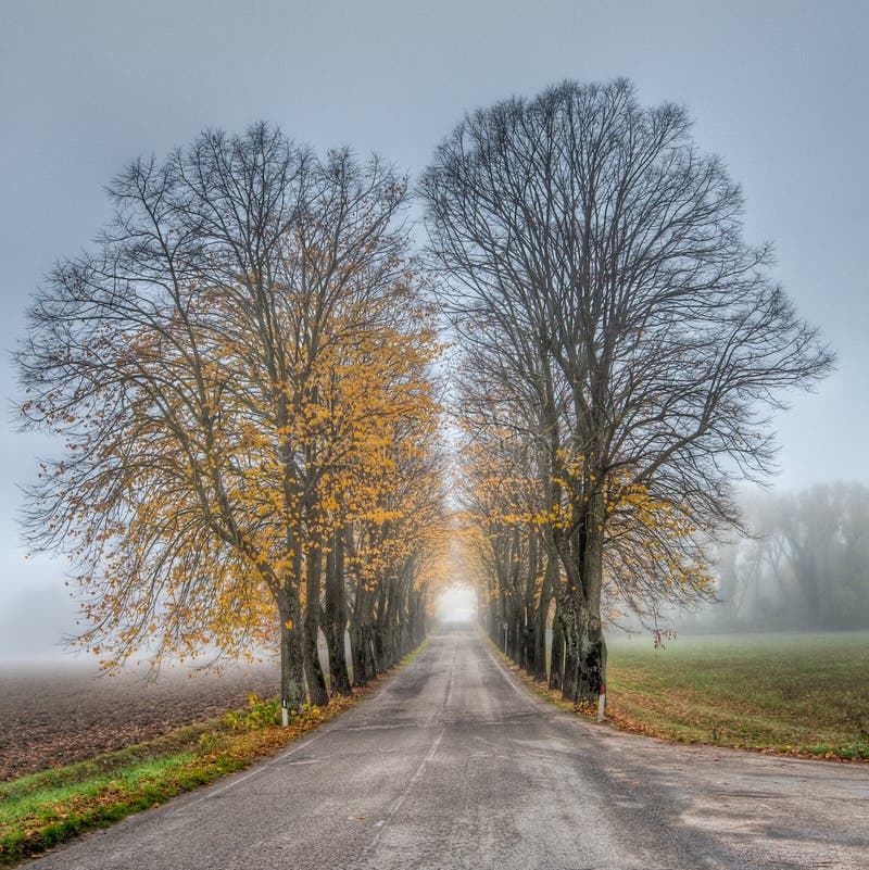 Road with avenue of trees on misty Autumn morning. Road with avenue of trees on misty Autumn morning