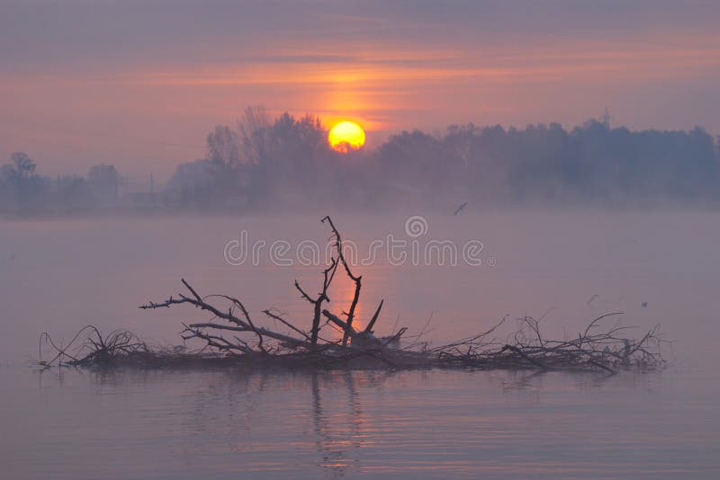 Misty autunno il paesaggio all'alba sul lago con rami secchi.