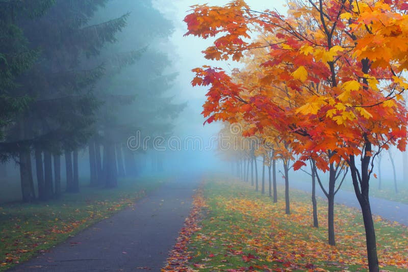 Vicolo con un albero di acero nella nebbia.