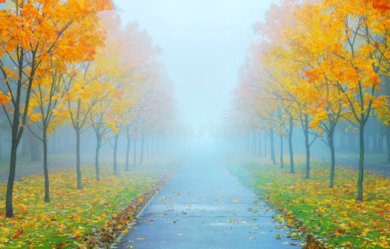 Vicolo con un albero di acero nella nebbia ater la pioggia.