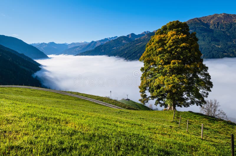 Misty autumn morning mountain and big lonely tree view from hiking path near Dorfgastein, Land Salzburg, Austria