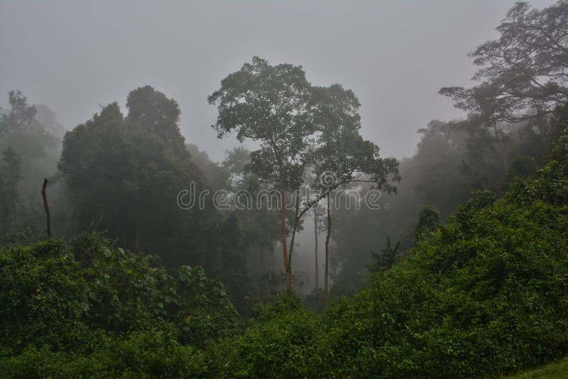 Misty dawn in Bwindi Impenetrable National Park Uganda adds a mysterious element before going to trek and see the mountain gorillas. Misty dawn in Bwindi Impenetrable National Park Uganda adds a mysterious element before going to trek and see the mountain gorillas