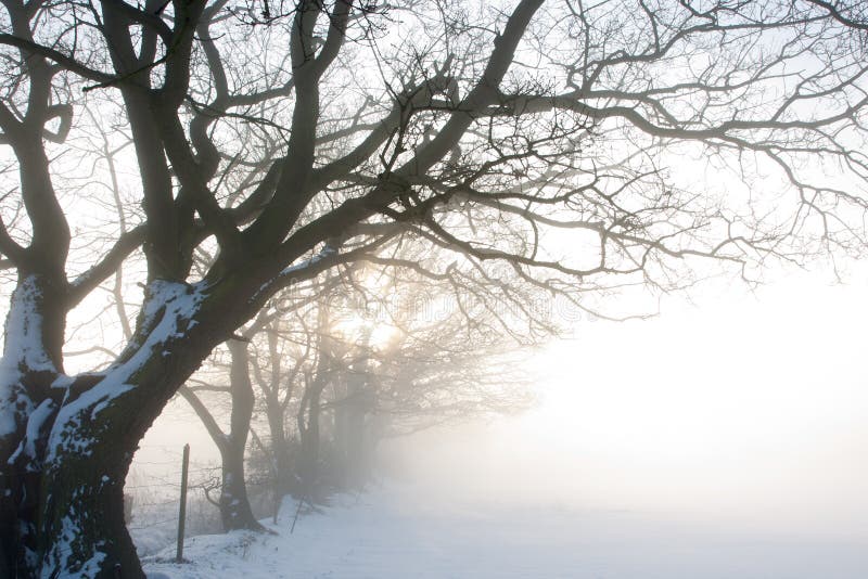 Misty Dawn over Snowy Field royalty free stock photography