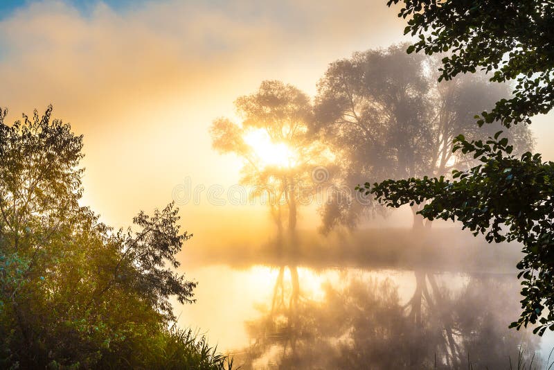 Misty dawn and silhouettes of the trees by a river stock images Misty dawn and silhouettes of the trees by a river stock images