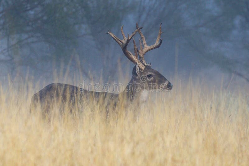 Misty dreams stock image