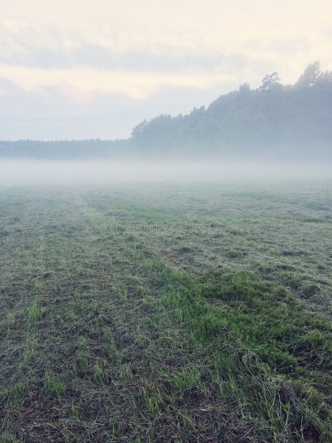 Misty field with freshly mown grass