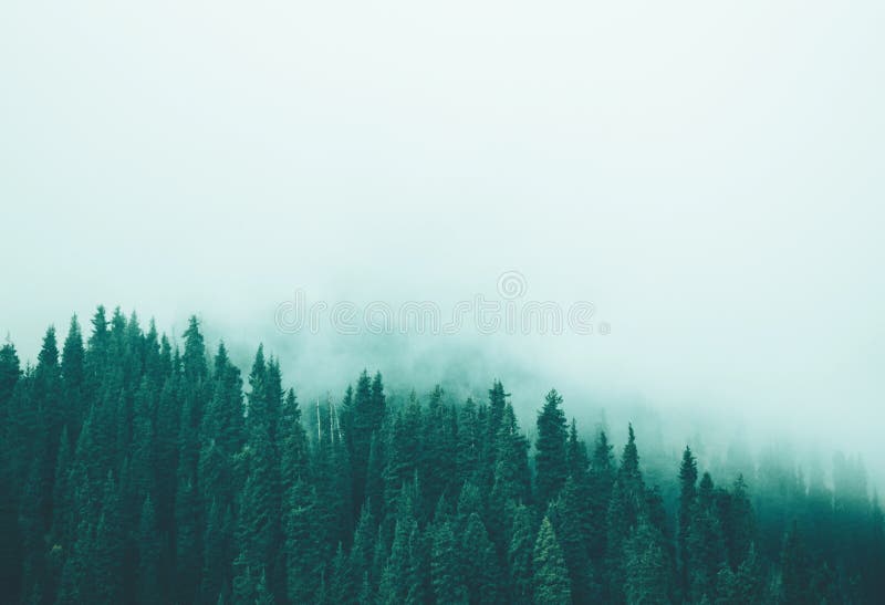 Misty fog pine forest mountain slopes color toning