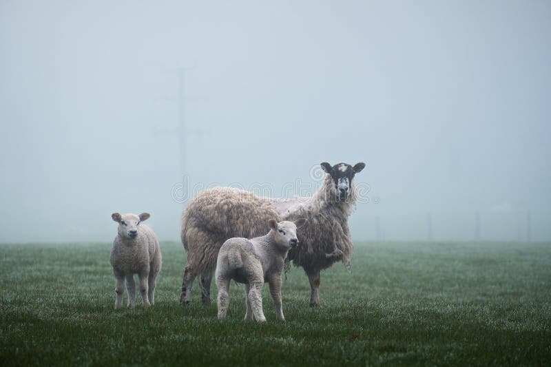 Misty fog in a rural countryside pastoral meadow with sheep in Scottish farmland