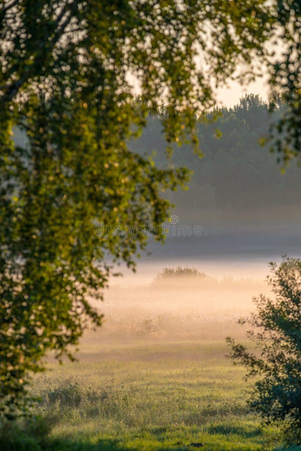 Misty foggy sunrise in summer