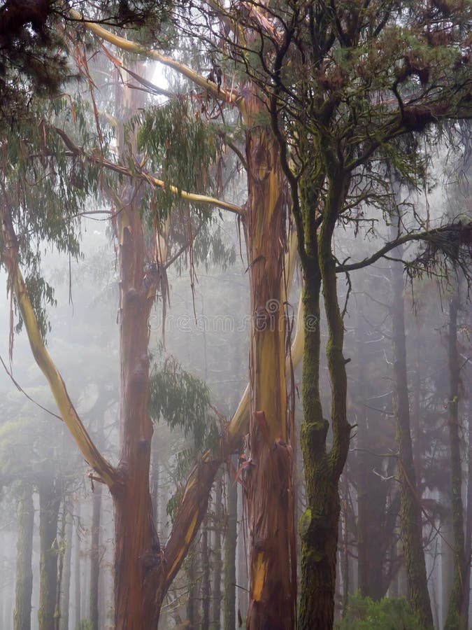 Misty forest