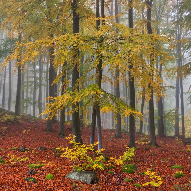 Misty Forest