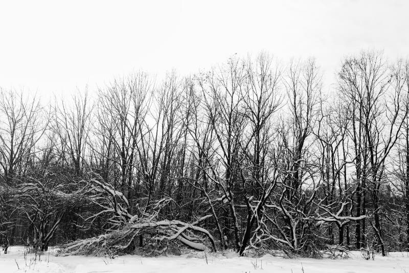 295 Misty Forest Dead Trees Winter Landscape Stock Photos Free & RoyaltyFree Stock Photos