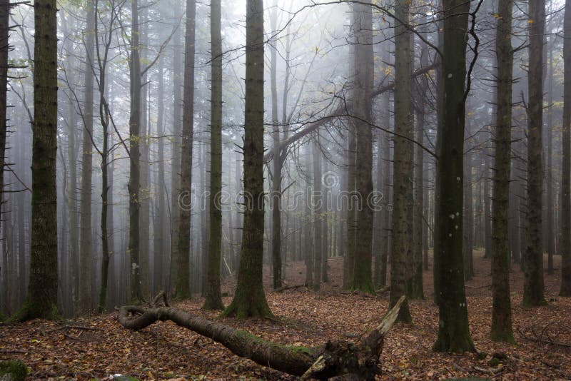 Misty forest with fog