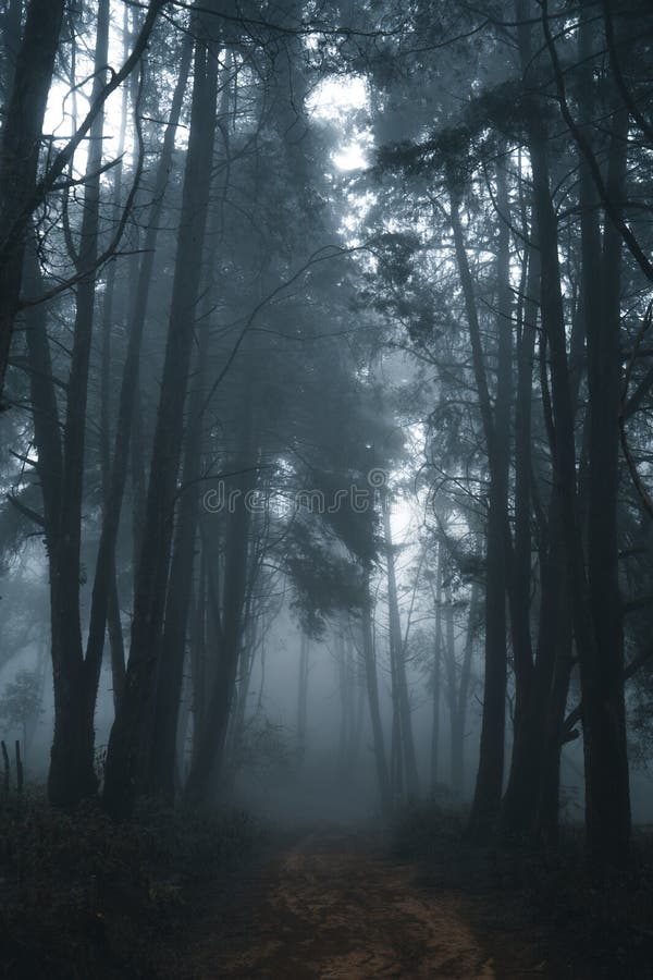 Misty forest,Fog and pine forest in the winter tropical forest