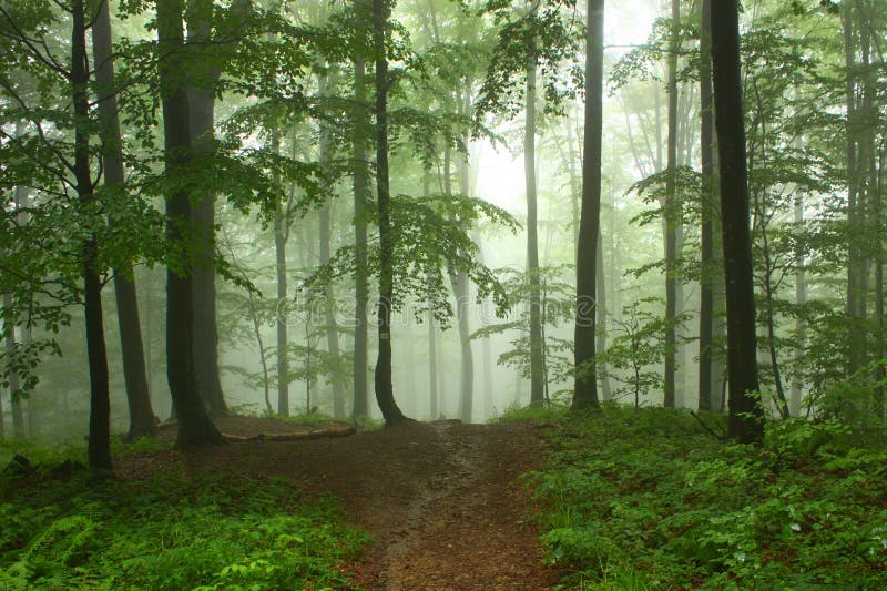 Misty forest in mountains stock image. Image of misty - 103735143