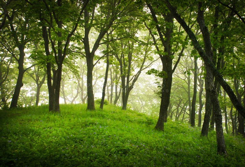 Misty forest, mystic landscape