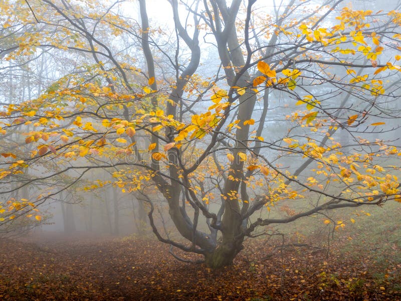 Misty forest and the autumn colored tree