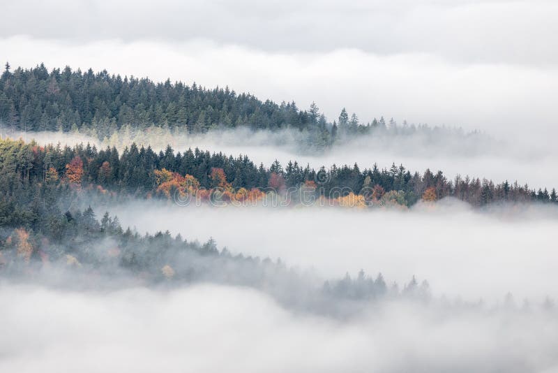 Misty forest valley in autumn morning
