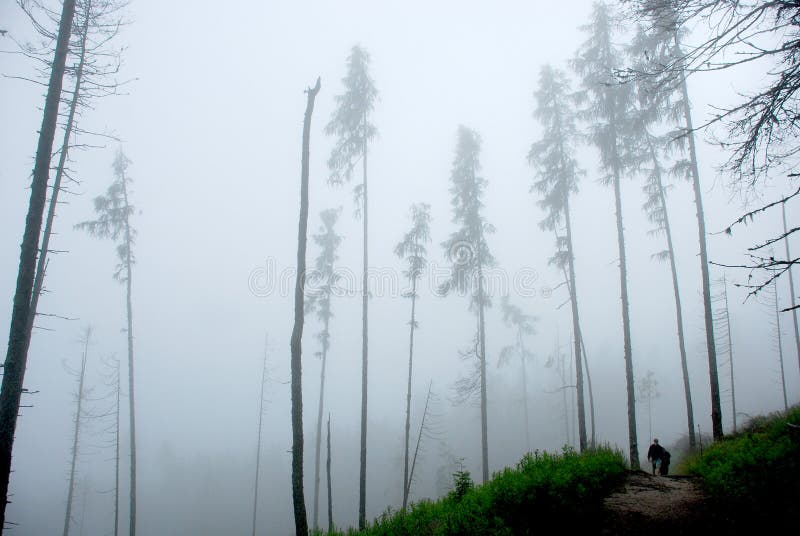 Misty forest walking