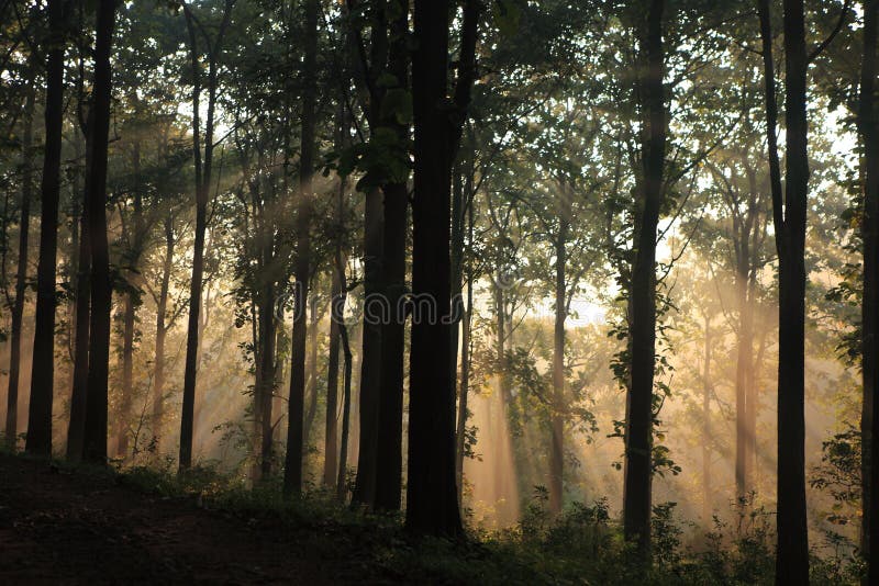 Misty forest in the Wayanad, Kerala, India