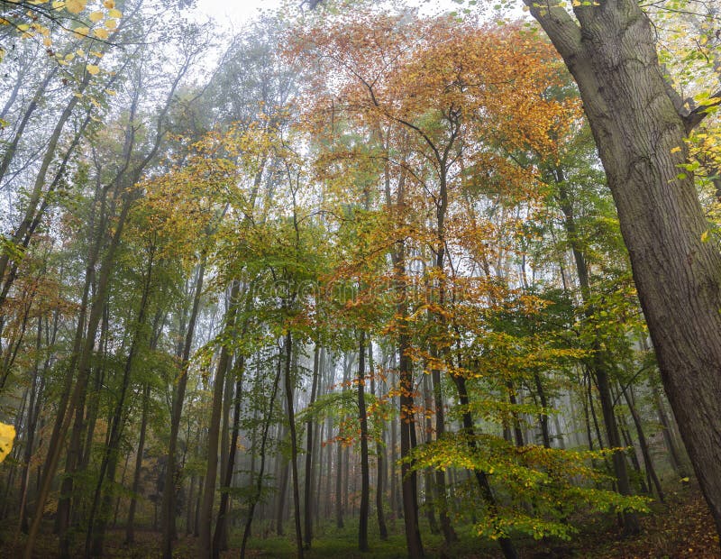 Misty Forest Woodland Trees en otoño o caída fotografía de archivo Misty Forest Woodland Trees en otoño o caída fotografía de archivo