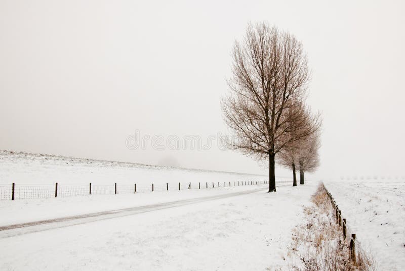 Misty landscape with a row of trees