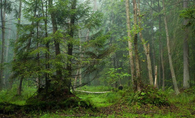 Misty morning in alder-carr stand