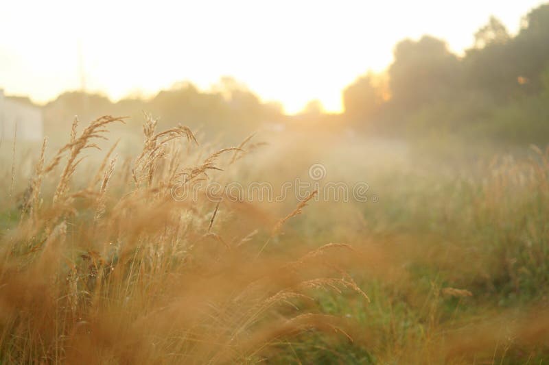 Misty morning in field