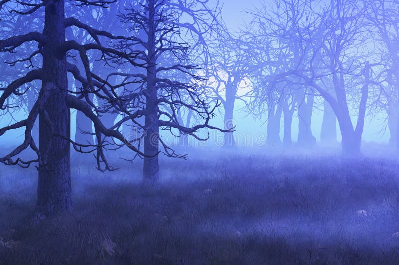 Misty Morning Forest