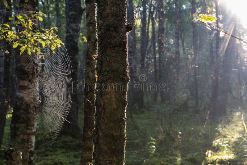 Misty morning in the forest, the Karelian isthmus, Russia