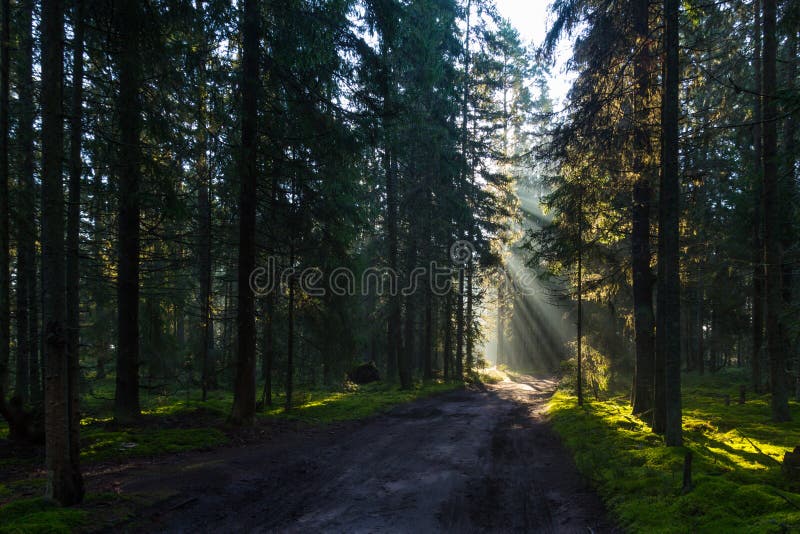 Misty morning in the forest, the Karelian isthmus, Russia