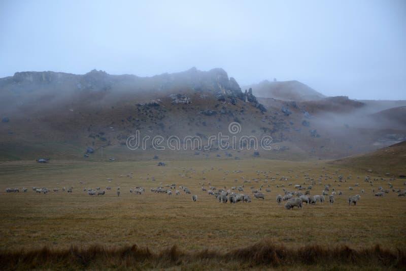 Castle Hill sheep stock photography Castle Hill sheep stock photography